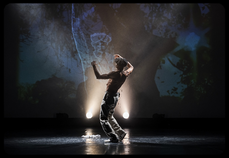 la culture du zèbre